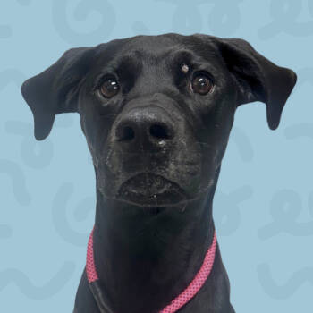 Rescue Black Labrador Retriever Dogs for Adoption in Reno, Nevada - River | PetCurious