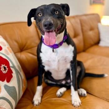 Toasty Buttercup the Cozy Couch Princess -  Pit Bull Terrier and Labrador Retriever Dog for Adoption in Friendswood, Texas - Toasty Buttercup The Cozy Couch Princess | PetCurious