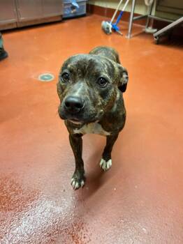 Rescue Mixed Breed Dogs for Adoption in Douglasville, Georgia - Gemma | PetCurious