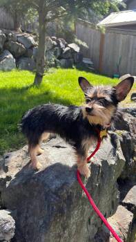 Yorkshire Terrier Dogs Available for Adoption in Bothell, Washington - Sandy | PetCurious