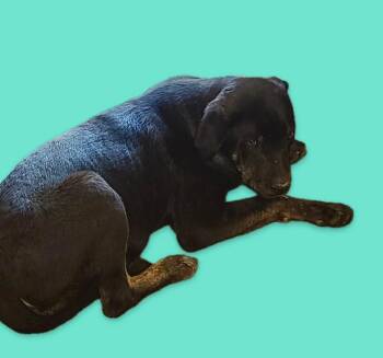 Catahoula Leopard Dog and Australian Cattle Dog Blue Heeler Dogs Available for Adoption in Harrodsburg, Kentucky - Omer | PetCurious