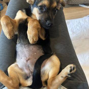 Frida Frittata -  Mixed Breed Dog Available for Adoption in Toms River, New Jersey - Frida Frittata | PetCurious