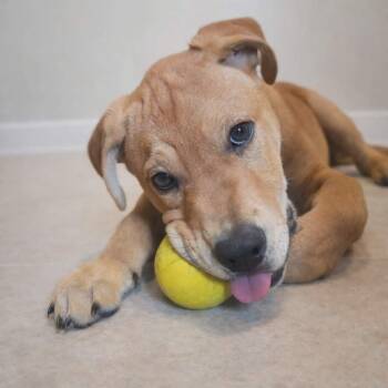 Yellow Labrador Retriever and Mixed Breed Dogs Available for Adoption - Boone | PetCurious