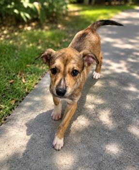 Chip -  Plott Hound Dog for Adoption in Colorado Springs, Colorado - Chip | PetCurious