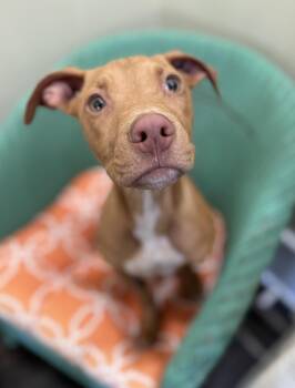 Rescue Pit Bull Terrier Dogs for Adoption in Lawrenceville, Georgia - Spiderman | PetCurious