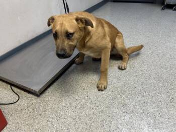 Pit Bull Terrier and Mixed Breed Dogs Available for Adoption - BOOTS | PetCurious