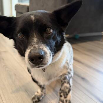 Terrier Dogs Available for Adoption in Johns Creek, Georgia - DABIN | PetCurious