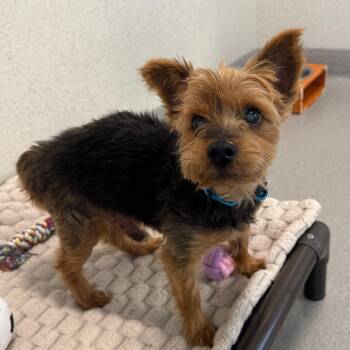 Muneco -  Yorkshire Terrier Dog for Adoption in Los Angeles, California - Muneco | PetCurious
