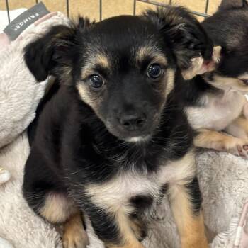 Mickey 4320 -  Chihuahua Dog for Adoption in Boca Raton, Florida - Mickey 4320 | PetCurious