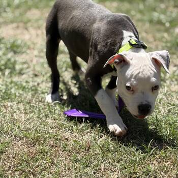 American Bully Dogs Available for Adoption in Mansfield, Texas - Dexter | PetCurious