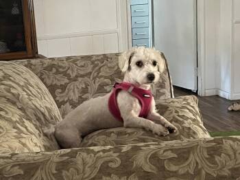 PIPER (AKA MADDISON) -  Poodle Dog for Adoption in Pomona, California - PIPER (AKA MADDISON) | PetCurious