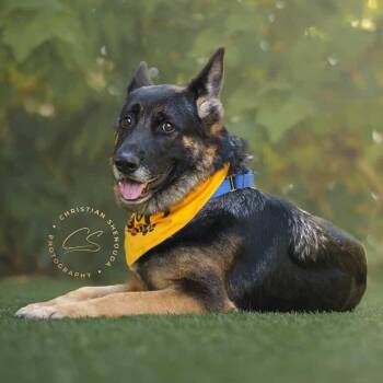 Rescue German Shepherd Dog and Shepherd Dogs for Adoption in Burbank, California - Starburst | PetCurious