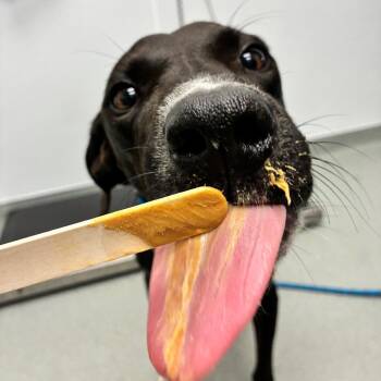 Figaro -  Black Labrador Retriever and Mixed Breed Dog for Adoption in Abilene, Texas - Figaro | PetCurious