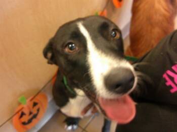 Rescue Labrador Retriever and Mixed Breed Dogs for Adoption in Ocala, Florida - DIVINE | PetCurious