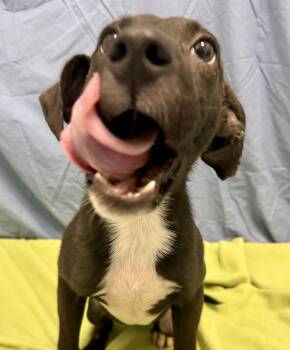 Rescue Mixed Breed Dogs for Adoption in Springfield, Vermont - Zach | PetCurious
