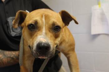 Rescue Mixed Breed Dogs for Adoption in Columbia, South Carolina - PAULA | PetCurious