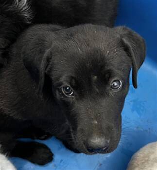 Mixed Breed Dogs Available for Adoption in Dallas, Texas - SPAIN | PetCurious