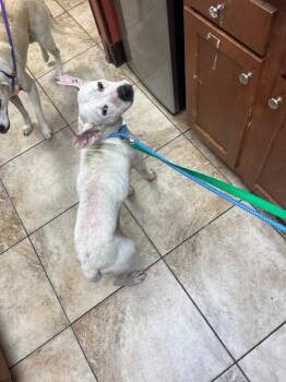 Rodimus Prime -  Mixed Breed Dog for Adoption in Cincinnati, Ohio - Rodimus Prime | PetCurious