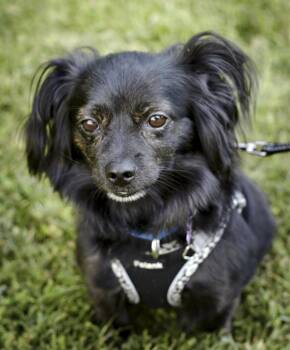 Finn -  Papillon and Mixed Breed Dog for Adoption in Ellicott City, Maryland - Finn | PetCurious