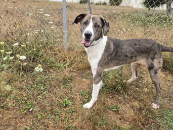 Rescue Catahoula Leopard Dog and Mixed Breed Dogs for Adoption in Mckinleyville, California - LARK | PetCurious