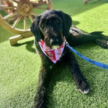 Poodle and Mixed Breed Dogs Available for Adoption in Loxahatchee Groves, Florida - Orchard 2581 AKA Luna | PetCurious