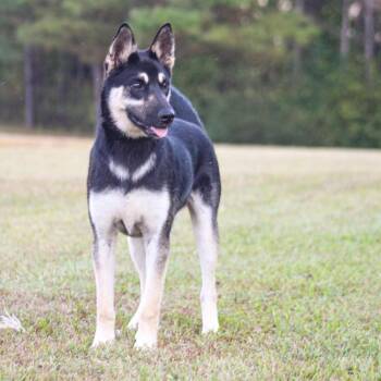 Armando -  Mixed Breed Dog for Adoption in Groveland, Massachusetts - Armando | PetCurious