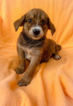 Gilbert -  Mixed Breed Dog for Adoption in Murray, Kentucky - Gilbert | PetCurious