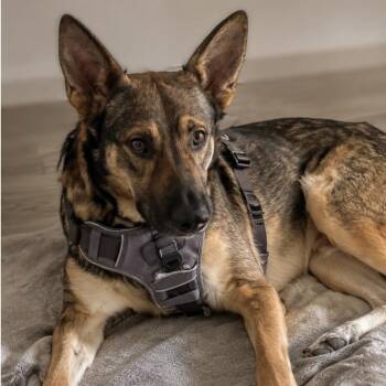 YOGI GS -  German Shepherd Dog Dog for Adoption in Lucas, Texas - YOGI GS | PetCurious