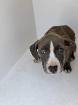 Pit Bull Terrier Dogs Available for Adoption in Mobile, Alabama - Glenda | PetCurious