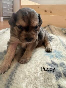 Paddy -  Spaniel Dog for Adoption - Paddy | PetCurious