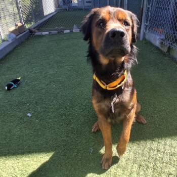 Mixed Breed Dogs Available for Adoption - Dodge | PetCurious