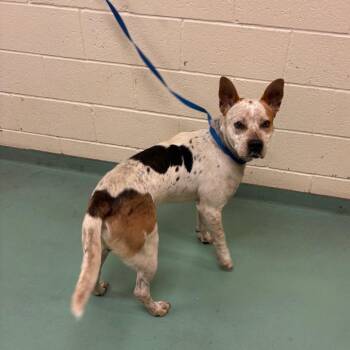 Orville -  Mixed Breed Dog for Adoption in Memphis, Tennessee - Orville | PetCurious