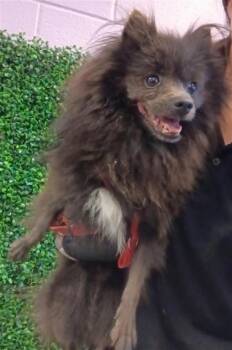 Panchito -  Pomeranian and Mixed Breed Dog for Adoption in El Paso, Texas - Panchito | PetCurious