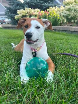 Darci the Australian Shepherd mix puppy -  Australian Shepherd and American Staffordshire Terrier Dog for Adoption in Muskego, Wisconsin - Darci The Australian Shepherd Mix Puppy | PetCurious