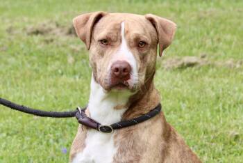 DUKE -  Mixed Breed Dog Available for Adoption in Brazil, Indiana - DUKE | PetCurious