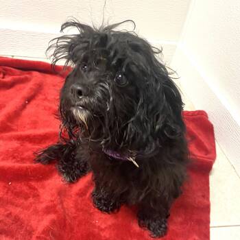 Fred -  Cockapoo Dog for Adoption in Elyria, Ohio - Fred | PetCurious