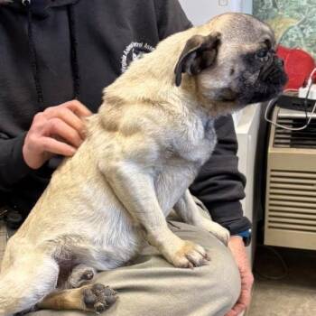 Pugsley: Not At shelter (Glenn) -  Pug Dog for Adoption in Rustburg, Virginia - Pugsley: Not At Shelter (Glenn) | PetCurious