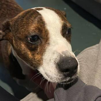 Mixed Breed Dogs Available for Adoption in Dekalb, Illinois - Honey | PetCurious