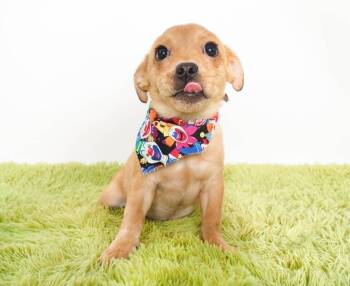 Scooby -  Chihuahua Dog for Adoption in Phoenix, Arizona - Scooby | PetCurious