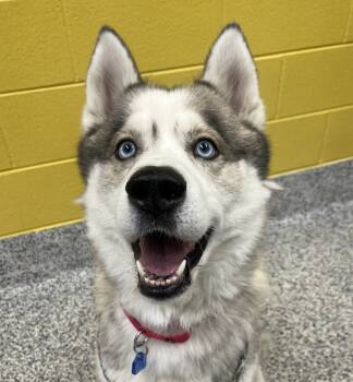 Rescue Siberian Husky Dogs for Adoption in Golden, Colorado - Wasabi | PetCurious