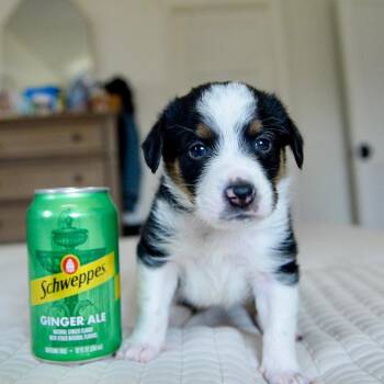 Beagle and Mixed Breed Dogs Available for Adoption - Ginger Tail | PetCurious