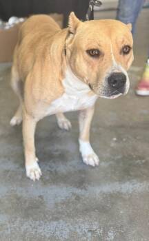 Toad -  American Bully Dog for Adoption in Chesterfield, South Carolina - Toad | PetCurious