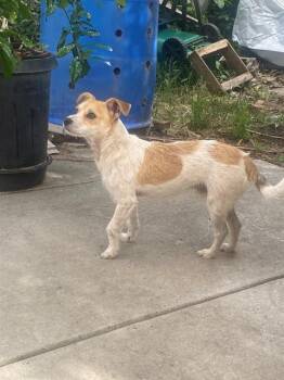 Terrier Dogs Available for Adoption in Stockton, California - A375299 | PetCurious
