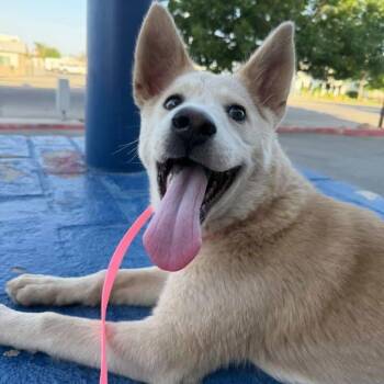 Husky and Yellow Labrador Retriever Dogs Available for Adoption in Los Angeles, California - Butter Cream The 4 Month Old Cutie | PetCurious