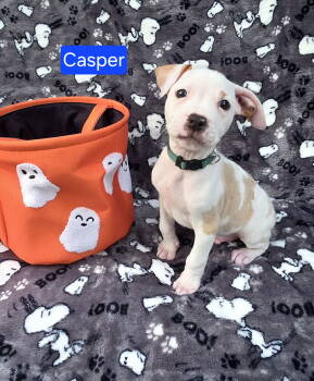 Rescue Pit Bull Terrier Dogs for Adoption in Elgin, Illinois - Casper | PetCurious