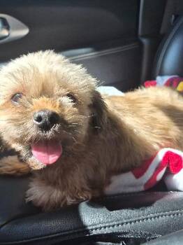 ELVIRA -  Lhasa Apso and Mixed Breed Dog for Adoption in St. Cloud, Florida - ELVIRA | PetCurious