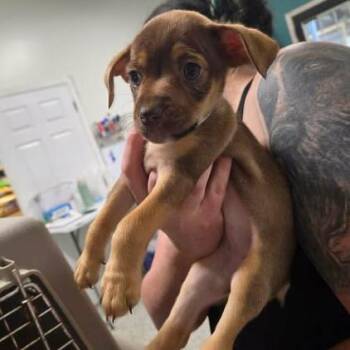 Maribone -  Chihuahua and Mixed Breed Dog for Adoption in Fredericksburg, Virginia - Maribone | PetCurious