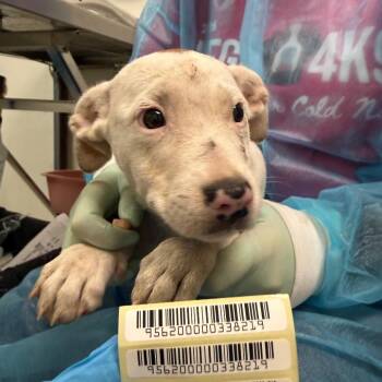 Blingy -  Mixed Breed Dog for Adoption in Charleston, West Virginia - Blingy | PetCurious