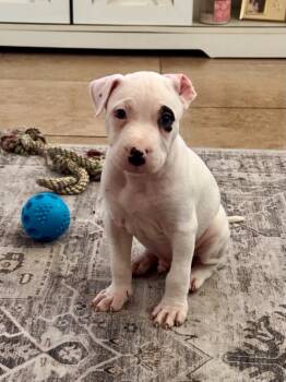 Rescue Pit Bull Terrier and American Bulldog Dogs for Adoption in Phoenix, Arizona - Enderdragon | PetCurious