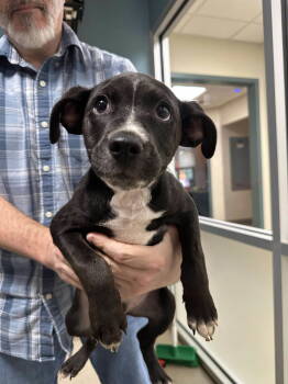 Rescue Pointer Dogs for Adoption in Holbrook, New York - WALTZ | PetCurious
